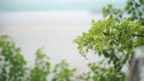 Top Down view of Amur River. Trees and rock mountains Stock Footage 315425235