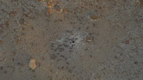 Top-Down View of Ants Emerging from Nest Hole in the Ground Stock Footage 315988163