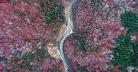 Top down view of area full of different trees during fall season. Stock Footage 145694468