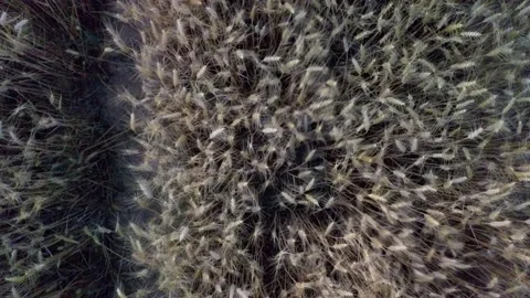 Top down view ascending over golden wheat field with lines, Germany. Stock Footage 134666783