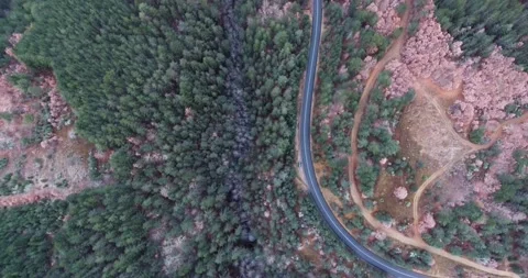 Top down view of an asphalt road surrounded by evergreen trees Stock Footage 145990043