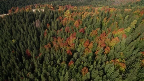 Top down view of autumn forest, fall woodland aerial shot. Drone fly over pine Video stock 167973711