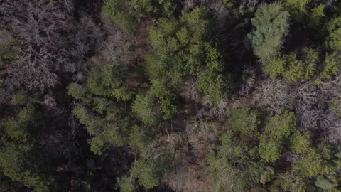 Top down view of autumn forest. Stock Footage. Drone fly over pine trees and Stock Footage 168016957