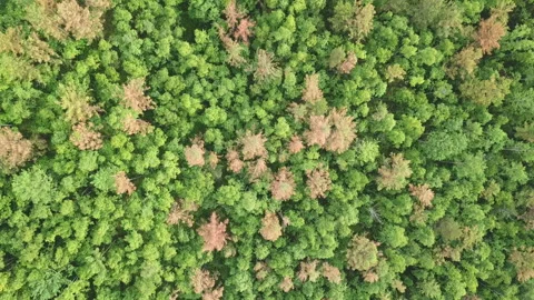 Top down view of autumn forest, fall woodland aerial shot. Drone fly over pine Video stock 196279848