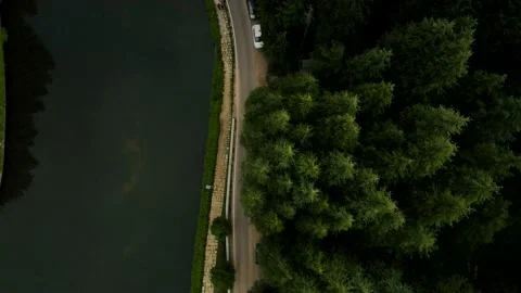 Top down view of autumn forest, fall woodland aerial shot. Drone fly over pin Stock Footage 203819729