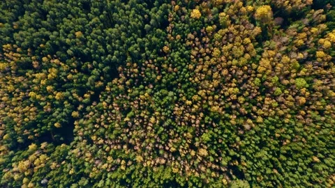 Top down view of autumn forest, fall woodland aerial shot. Video stock 205449579