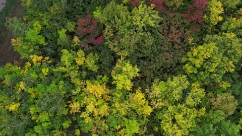 Top down view of autumn forest, fall woodland aerial shot. Drone fly over pine Stock Footage 237066193