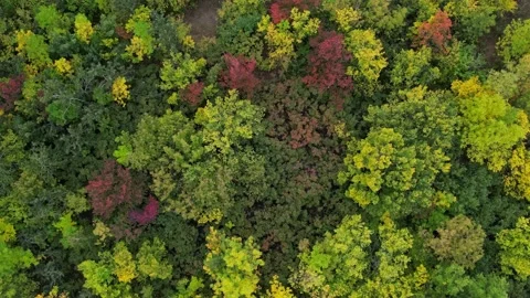 Top down view of autumn forest, fall woodland aerial shot. Drone fly over pine Stock Footage 237066268