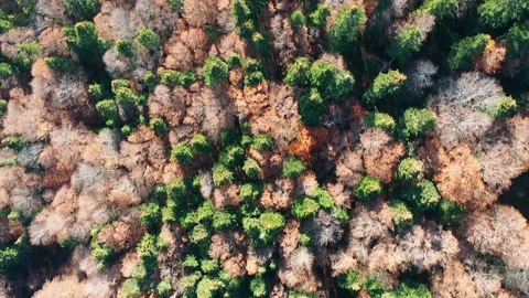 Top down view of autumn forest Stock Footage 289577678