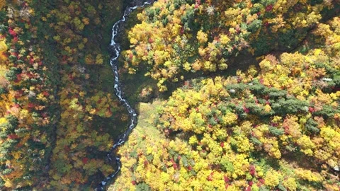 Top Down View | Autumn Forest | River Stream | Colorful Art - 4K Aerial Video Stock Footage 329047563