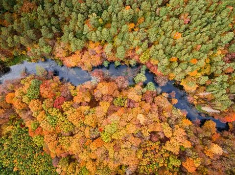 Top down view of autumn forest and river in Poland Stock Photos