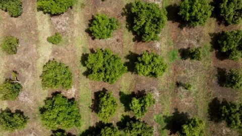 Top Down View of Avocado Trees in Grid Pattern Across Farmland, Aerial Stock Footage 334649743