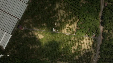 Top Down View of Avocado Trees With Clearing Patch in Farmland, Aerial Stock Footage 334650113