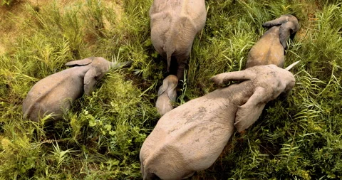 Top down view, Baby Elephant in Wild Africa, National park, African Safari Vídeo Stock 171966709