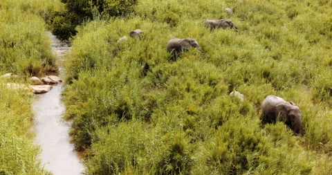 Top down view, Baby Elephant in Wild Africa, National park, African Safari Vídeo Stock 200838255