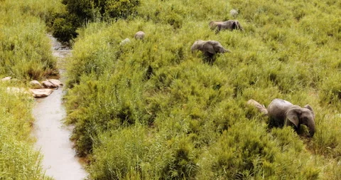 Top down view, Baby Elephant in Wild Africa, National park, African Safari Stock Footage 262114879