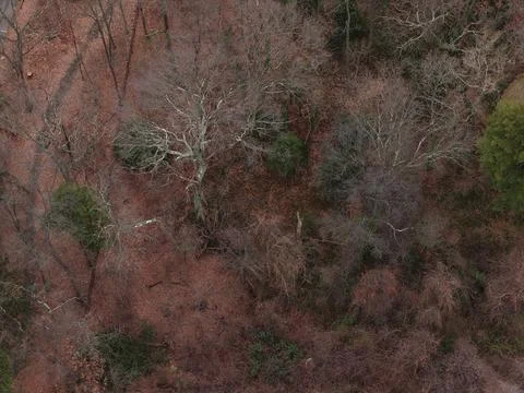 Top-Down View of Bare Tree Branches and Ground Below Photos