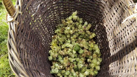 Top Down View of a Basket of Green Nuts Stock Footage 346603919