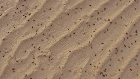 Top Down View of Beach Sand With Repeating Shadow Lines and Small Dark Insects C Stock Footage 327404876
