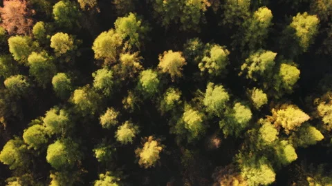 Top down view of beautiful colorful larch forest during warm autumn Stock Footage 293128762