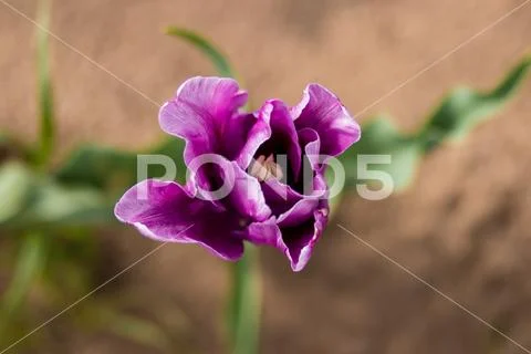 Top Down view of a beautiful Flower Stock Photos