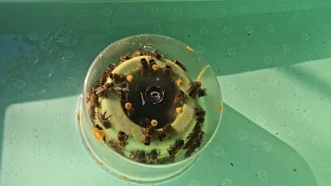 Top-Down View of Bees Feeding Inside Hive Stock Footage 328678173