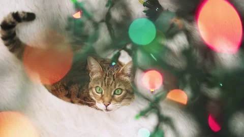 Top-down view of Bengal cat sitting by the Christmas tree looking up Видео 153177062
