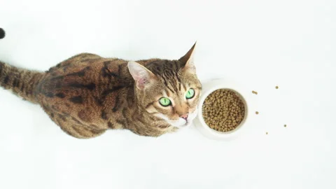 Top-down view of Bengal cat eating dry food Stock Footage 162088455