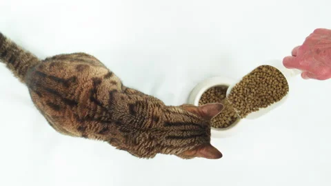 Top-down view of Bengal cat sitting near empty food bowl waiting to be fed Stock Footage 162088772