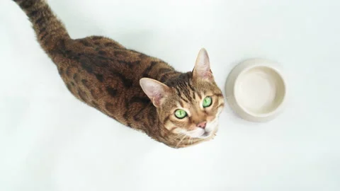 Top-down view of Bengal cat sitting near empty food bowl waiting to be fed Stock Footage 162090161