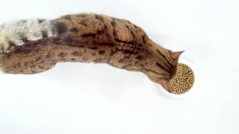 Top-down view of Bengal cat eating dry food Vidéo 162090584