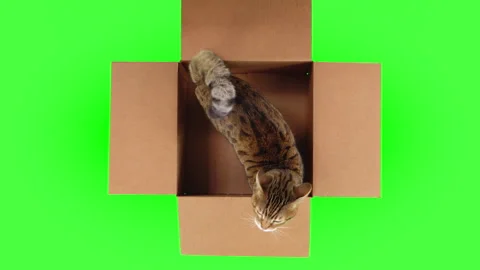 Top-down view of Bengal cat jumping out of cardboard box on green screen Stock Footage 249905761