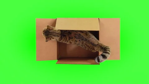 Top-down view of Bengal cat jumping out of cardboard box on green screen Stock Footage 249905878