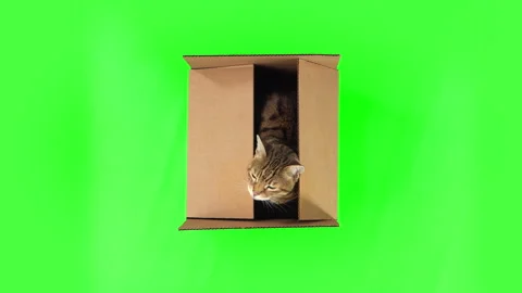 Top-down view of Bengal cat jumping out of cardboard box on green screen Stock Footage 249906211