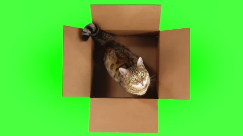 Top-down view of Bengal cat jumping out of cardboard box on green screen Vidéo 249906734