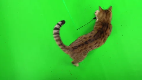 Top-down view of Bengal cat playing with a cat toy on green screen Stock Footage 254300877