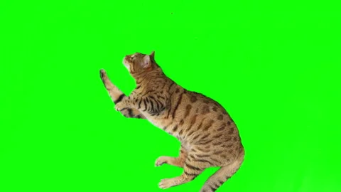 Top-down view of Bengal cat lying down licking his paw on green screen Vidéo 254304692