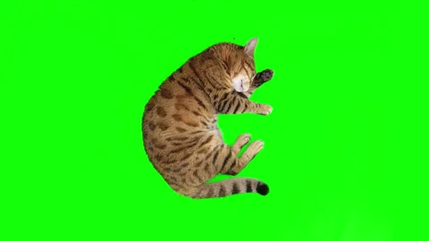 Top-down view of Bengal cat lying down licking his paw on green screen Video stock 254306239
