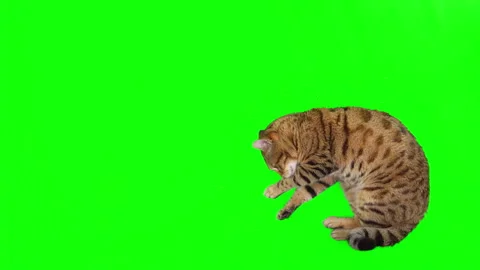Top-down view of Bengal cat lying down licking his paw on green screen Vidéo 254306535