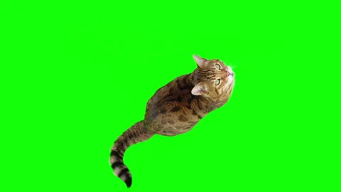 Top-down view of Bengal cat sitting down looking up on green screen chroma key Stock Footage 254307313