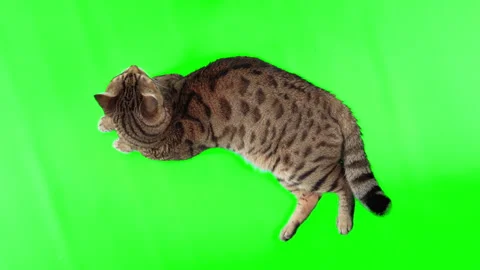 Top-down view of Bengal cat lying down on green screen isolated with chroma key Видео 254307560