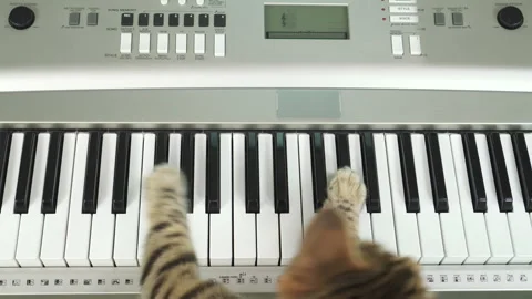 Top-down view of Bengal cat siting facing backward playing piano keyboard Stock Footage 255085734