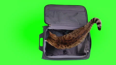 Top-down view of Bengal in empty suitcase on green screen isolated with chroma Video stock 249905353
