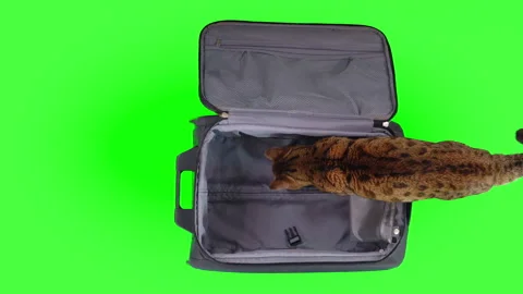 Top-down view of Bengal getting into an empty suitcase on green screen isolated  Vídeos de archivo 249905022