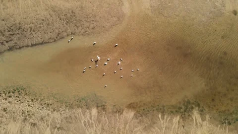 Top down view: birds bathe in the remains of water at the bottom of a drying Stock Footage 253265179