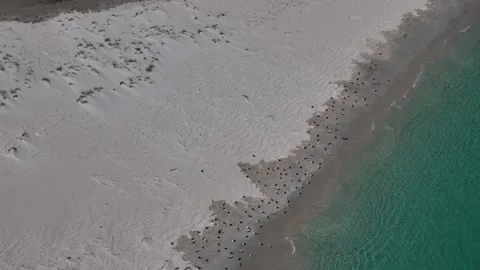 Top down view of birds on the beach in an idyllic tropical location Stock Footage 314054438