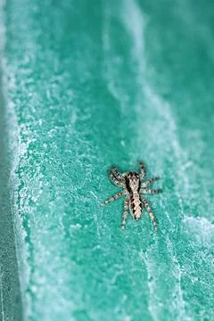 Top down view of a black and grey jumping spider on a green surface Stock Photos