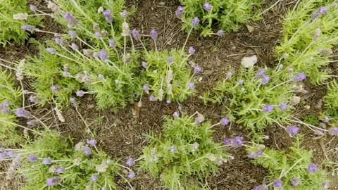 Top Down View of Blooming Lavender Plants Growing in Garden Soil During Daytime Stock Footage 342223193