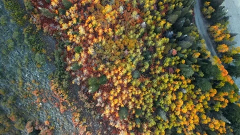 Top down view of bright fall foliage near Silver lake reservoir. Video stock 279526186