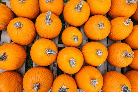 Top Down View of Bright Orange Pumpkins Arranged on Wooden Pallets Stock Photos